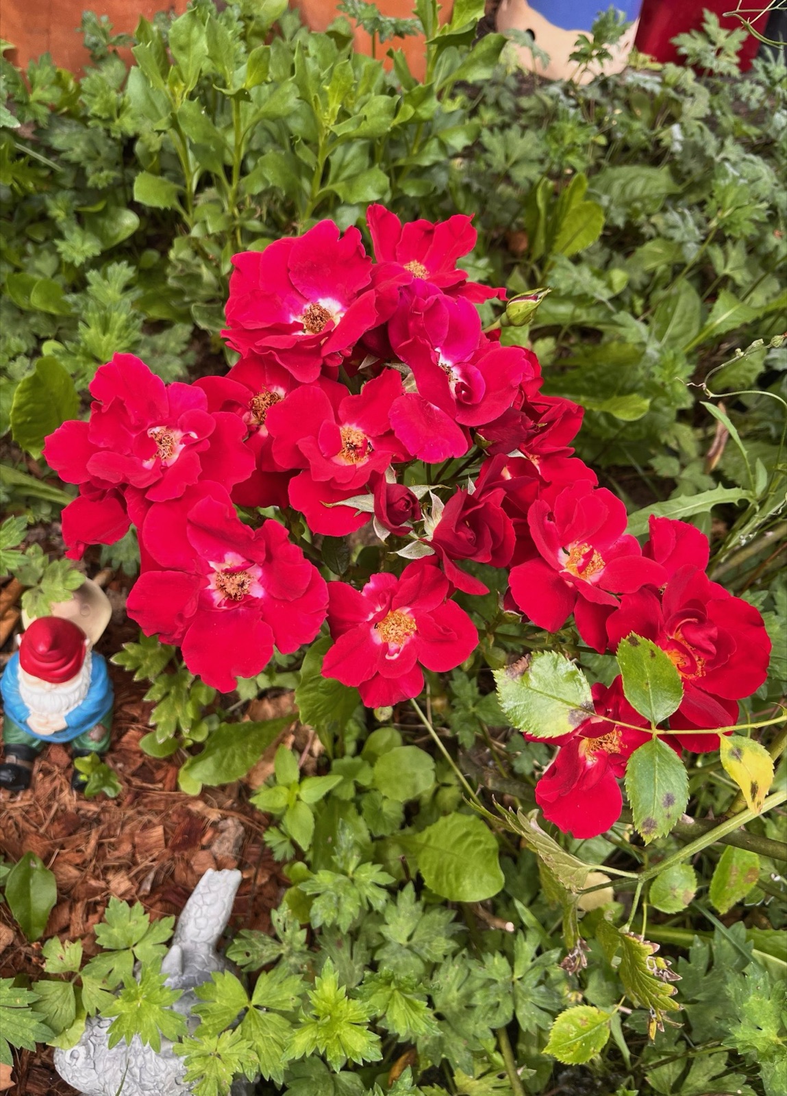 A rose bush in full red bloom in a garden bed, surrounded by green leaves and weeds, with a small painted garden gnome standing quietly at the lower left and a stone rabbit half-hidden in the undergrowth.