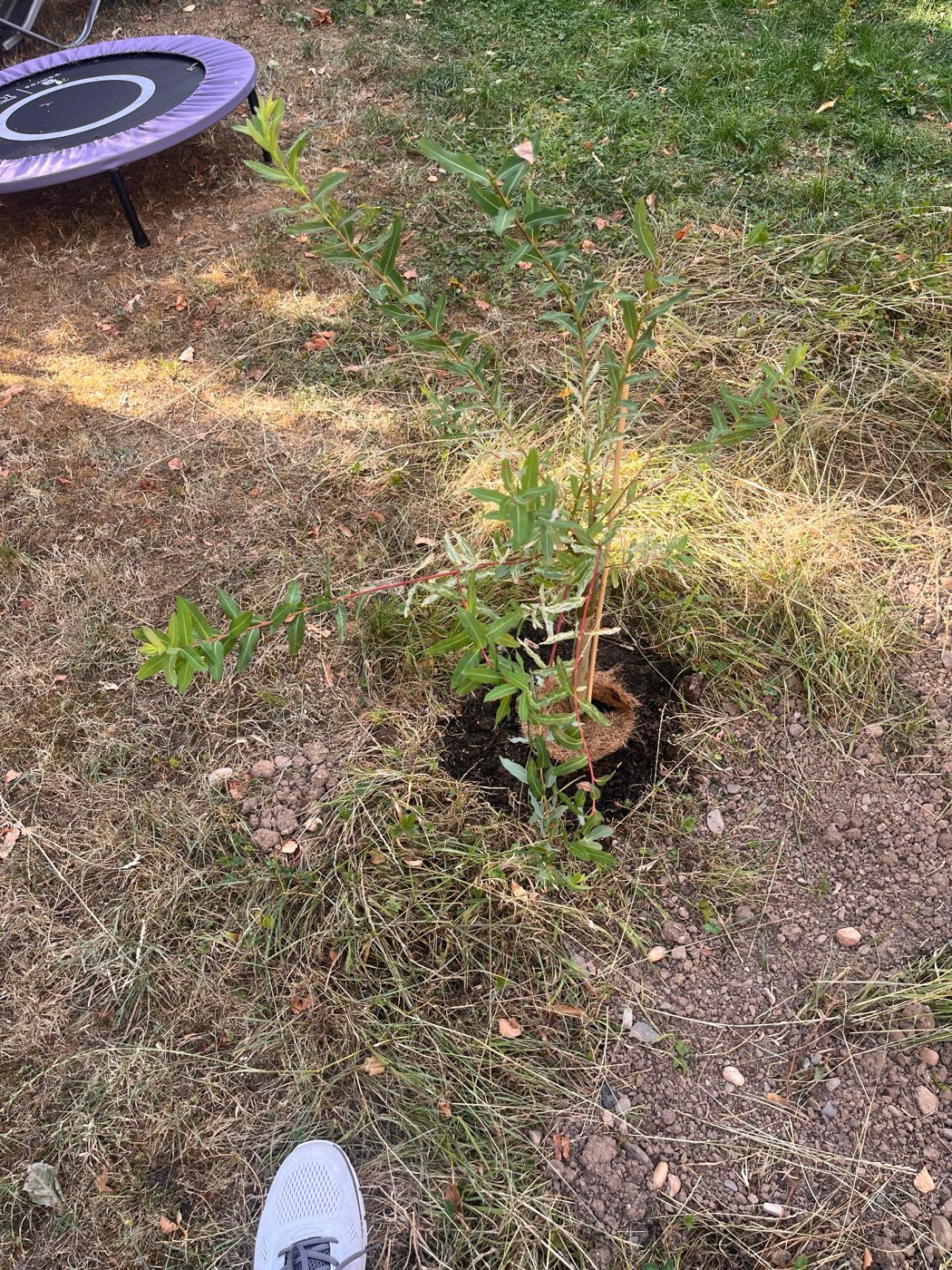 A young tree, freshly planted in a dug hole in the lawn, its slender leaves catching the light. A trampoline sits at the edge of the grass and the photographer's shoe is visible at the bottom of the frame.
