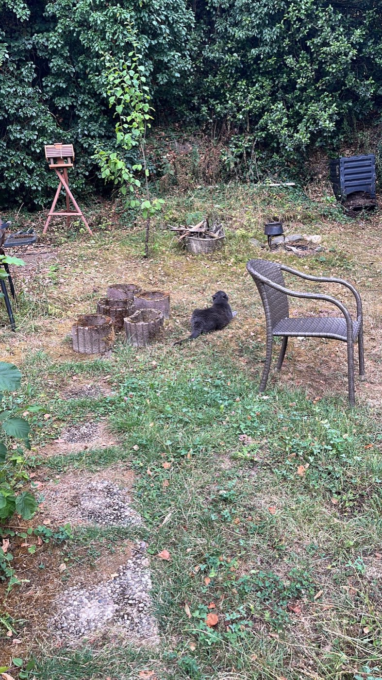 A quiet corner of the garden seen down a line of stepping stones: a wicker chair on the grass, a low stack of logs, the birdhouse in the distance and the hedge closing the garden in.