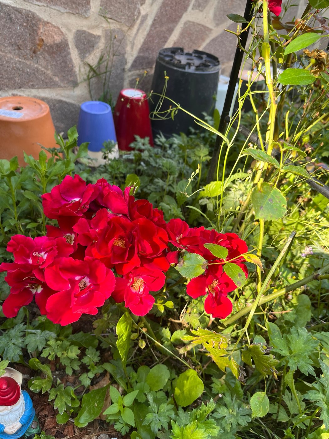 A close view of the same rose bush in full flower — a mass of deep red blooms above green leaves, with terracotta and blue plant pots along the stone wall behind.