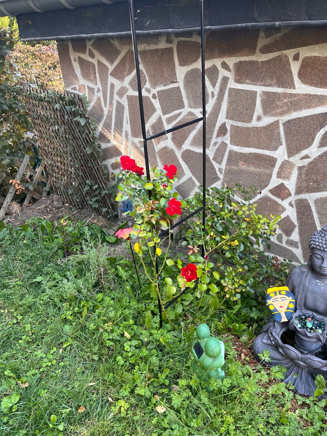 Red roses climbing a black ladder trellis against a stone wall. At their foot sits a small green ceramic frog, and beside it a dark stone Buddha statue among the greenery.