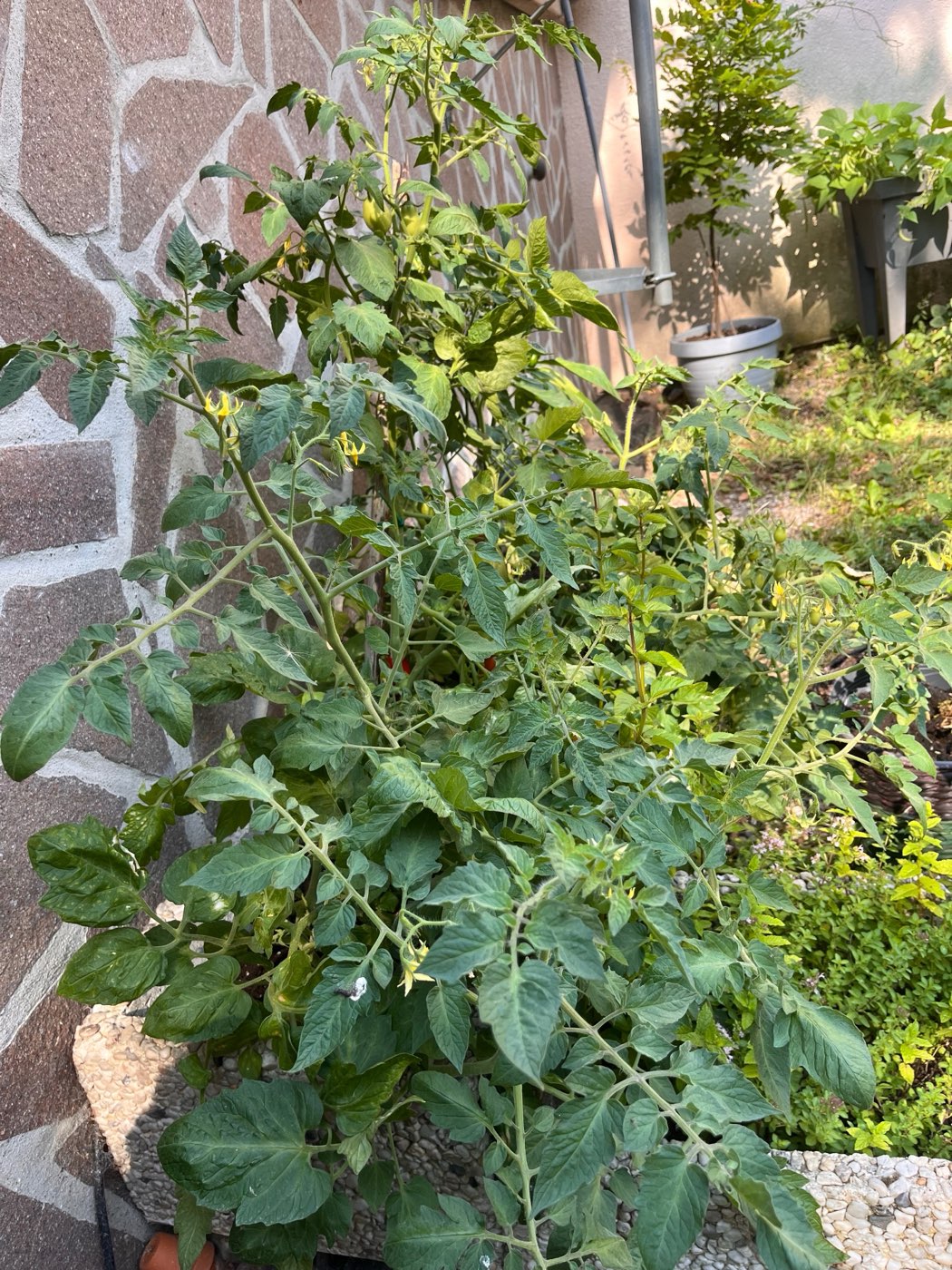 A tall, sprawling tomato plant growing against a stone wall, its yellow flowers just opening among the leaves.