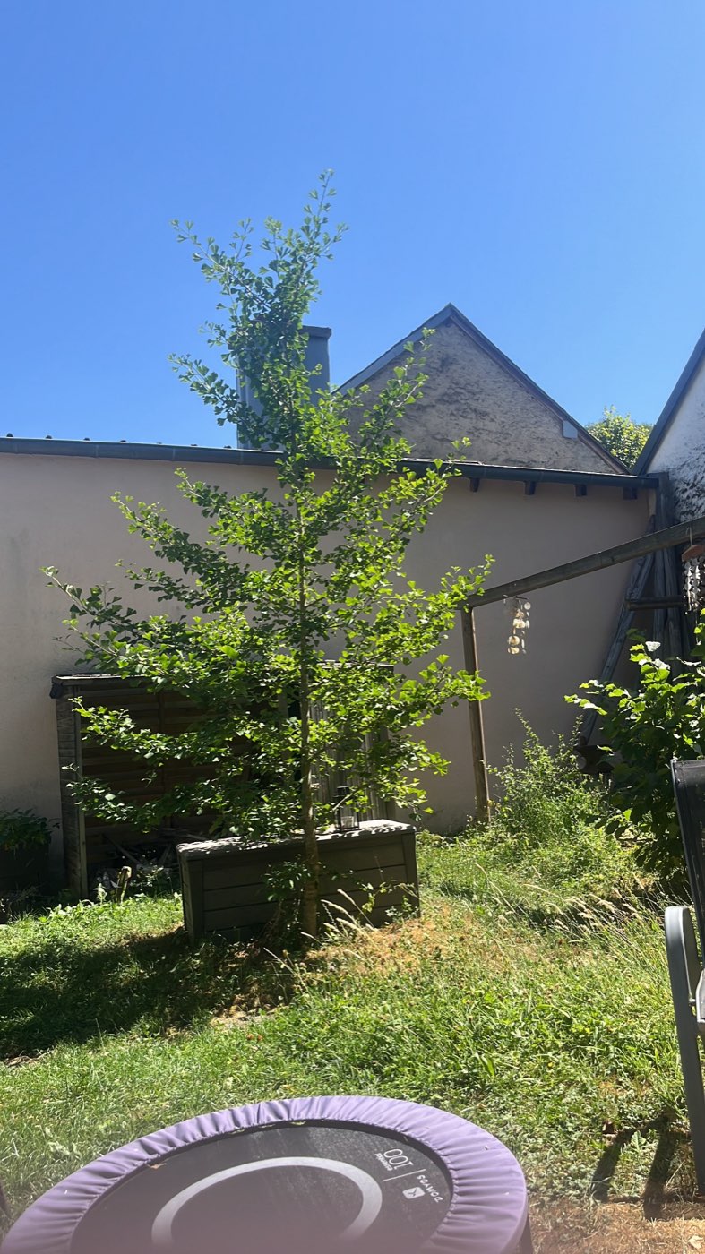 The same tree from further back, framed against the pale house wall and a slate roof, with the purple rim of a trampoline in the foreground.
